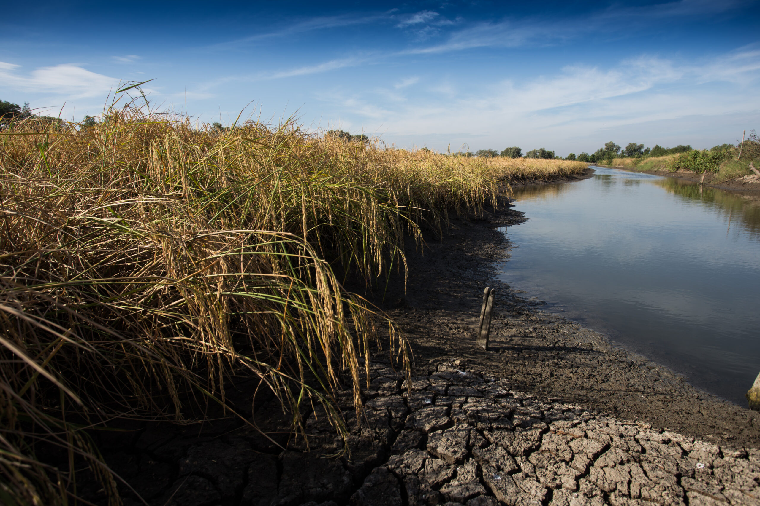 Susza hydrologiczna w Łódzkiem. Pilica w Uniejowie ma zaledwie 11 cm