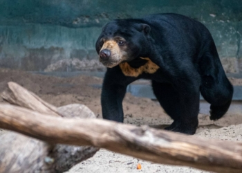 Nowa mieszkanka łódzkiego Orientarium. Gula dołączyła do Batu