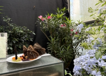 Wystawa tropikalnych motyli w Palmiarni. "Wyjątkowy sposób obcowania z naturą"