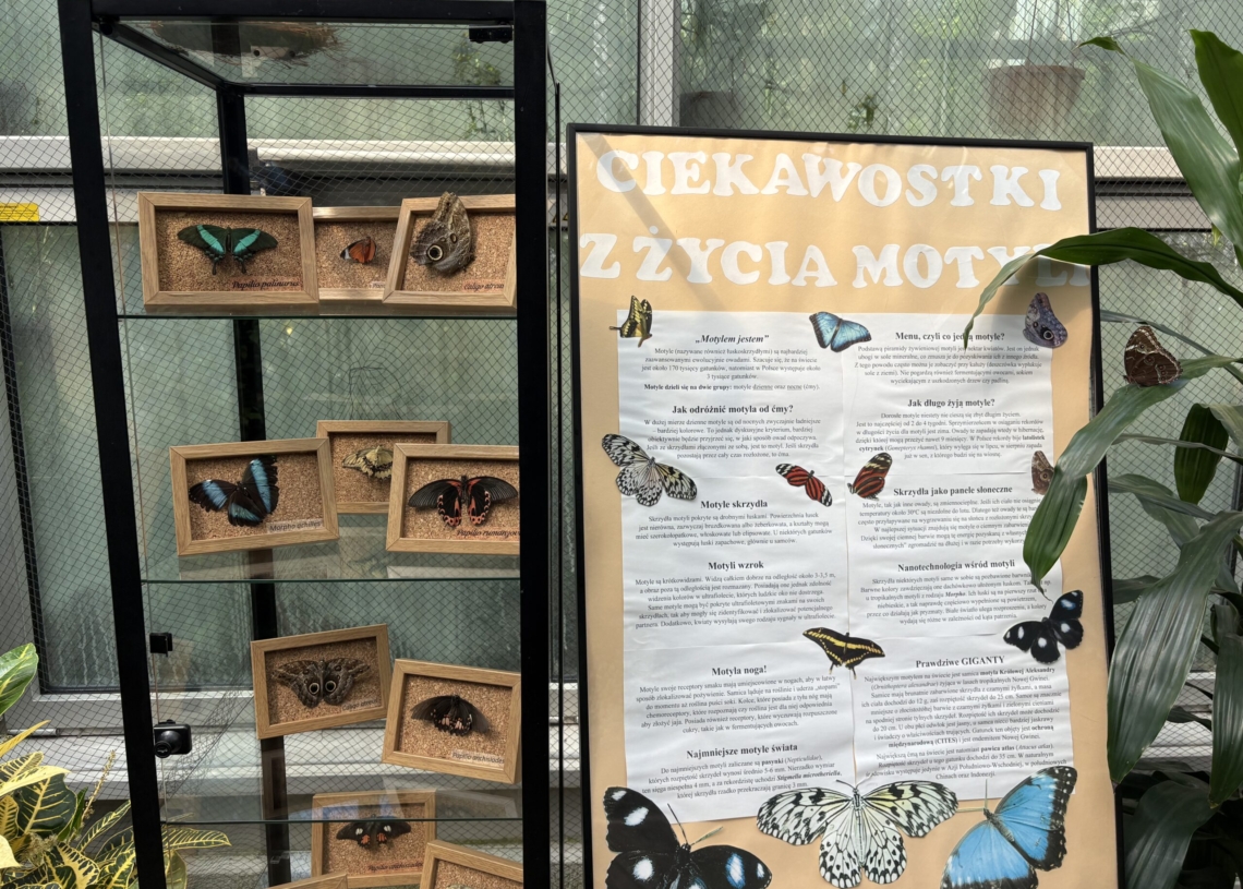 Wystawa tropikalnych motyli w Palmiarni. "Wyjątkowy sposób obcowania z naturą"