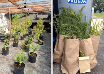 Plantacja marihuany w powiecie kutnowskim