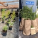 Plantacja marihuany w powiecie kutnowskim