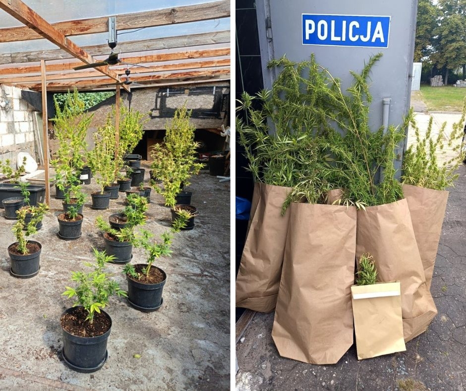 Plantacja marihuany w powiecie kutnowskim
