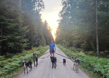 Czy trzeba bać się adopcji starszych zwierząt?