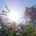 To będzie upalny tydzień. Temperatura powyżej 30 już od poniedziałku [PROGNOZA]
