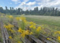processed 1620E405 0098 494B 8EFD B43985A14880
