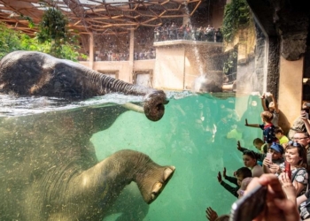 Dzień Słonia w Orientarium ZOO Łódź