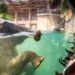 Dzień Słonia w Orientarium ZOO Łódź