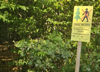 Spór o Las Kraszewski