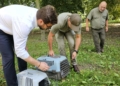 "Zwracamy zwierzaki naturze; to jest najlepsze co może być". Sowy uszate wypuszczona na wolność w Belzackim