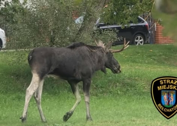 Łoś w centrum Bełchatowa. Odwiedził też siłownie