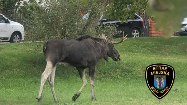 Łoś w centrum Bełchatowa. Poszedł na siłownię 1 Łoś w centrum Bełchatowa. Odwiedził też siłownie