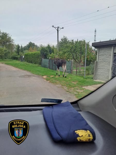 Łoś w centrum Bełchatowa. Poszedł na siłownię 2 Łoś w centrum Bełchatowa. Odwiedził też siłownie