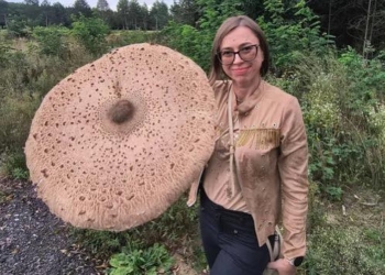 Gigantyczna kania znaleziona pod Bełchatowem