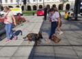 Światowy Dzień Zwierząt w Łodzi