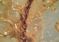Sematophyllites lodziensis G.J.Wolski scaled