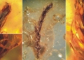 Sematophyllites lodziensis G.J.Wolski 2 scaled
