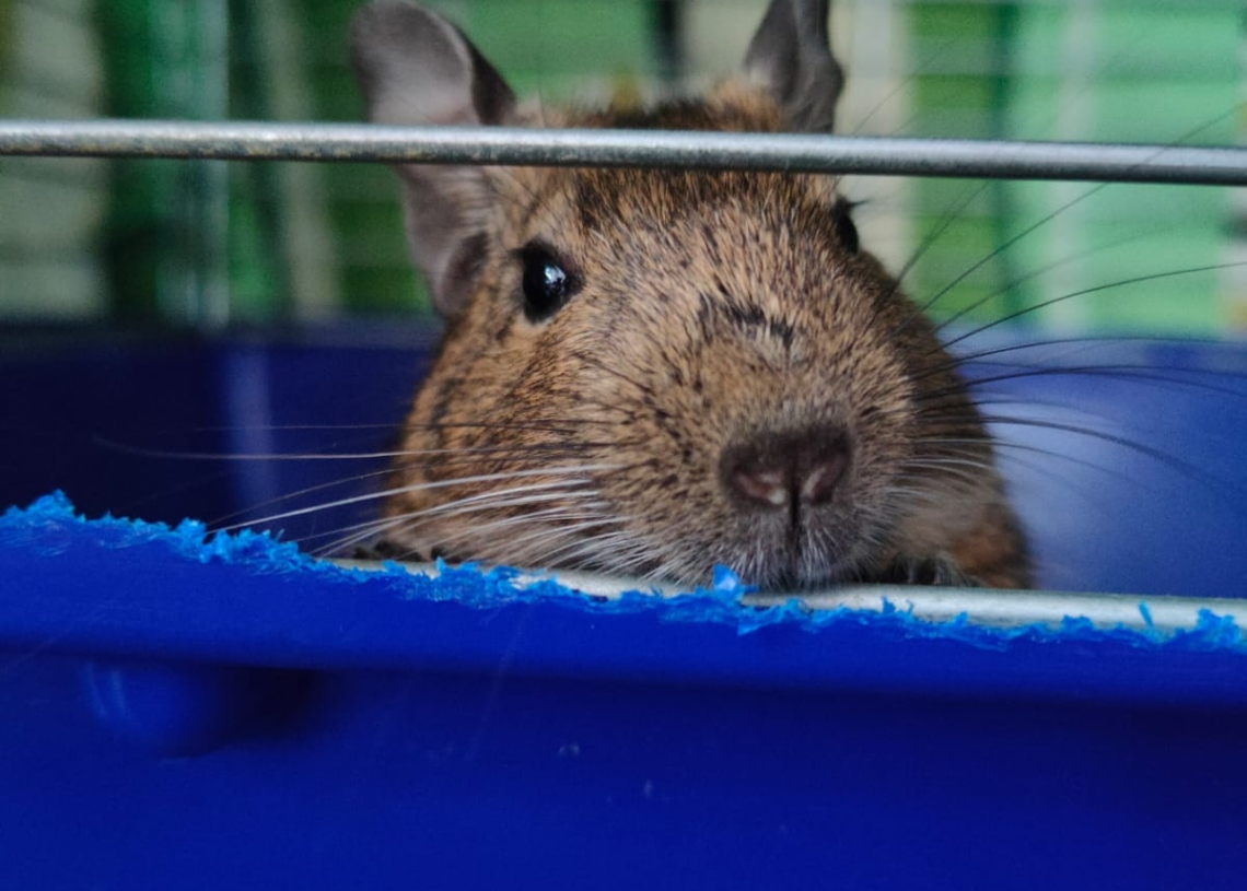 Zwierzęta na śmietniku w Piotrkowie Trybunalskim. Ktoś wyrzucił 2 koszatniczki