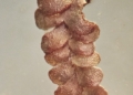 watrobowiec w bursztnie scaled