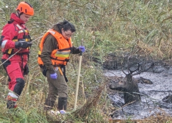Jeleń ugrzązł w gęstym zbiorniku. Na pomoc ruszyli strażacy