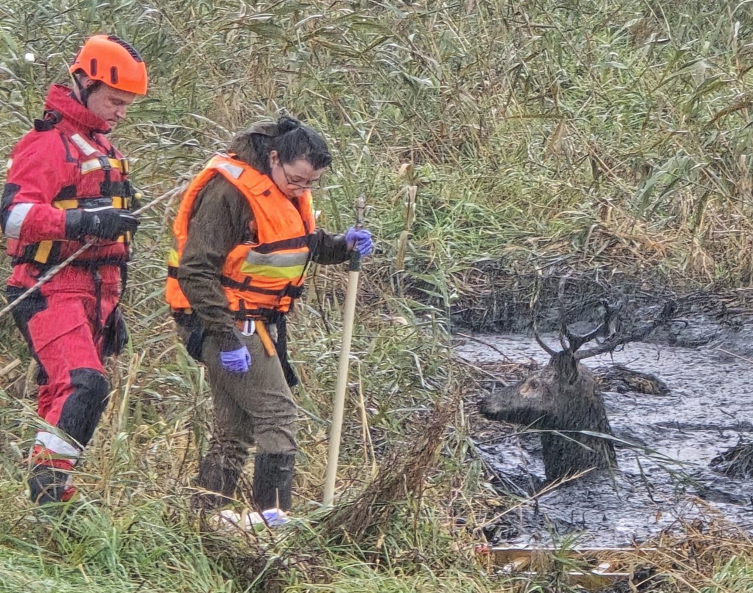 Jeleń ugrzązł w gęstym zbiorniku. Na pomoc ruszyli strażacy