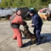 Ćwiczenia policyjnych psów służbowych nad Zalewem Sulejowskim