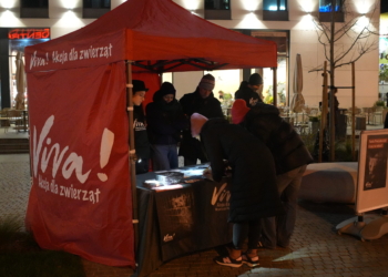 Fundacja Viva apeluje do prezydenta o niewetowanie zakazu hodowli zwierząt na futra. "Absolutne okrucieństwo"