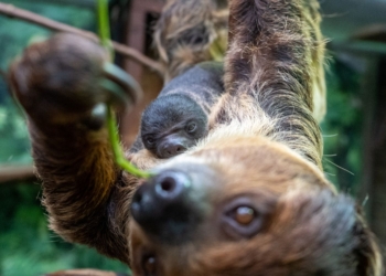 W łódzkim ZOO urodził się leniwiec. Jego przyjście na świat zbiegło się z ciekawym wydarzeniem