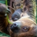 W łódzkim ZOO urodził się leniwiec. Jego przyjście na świat zbiegło się z ciekawym wydarzeniem