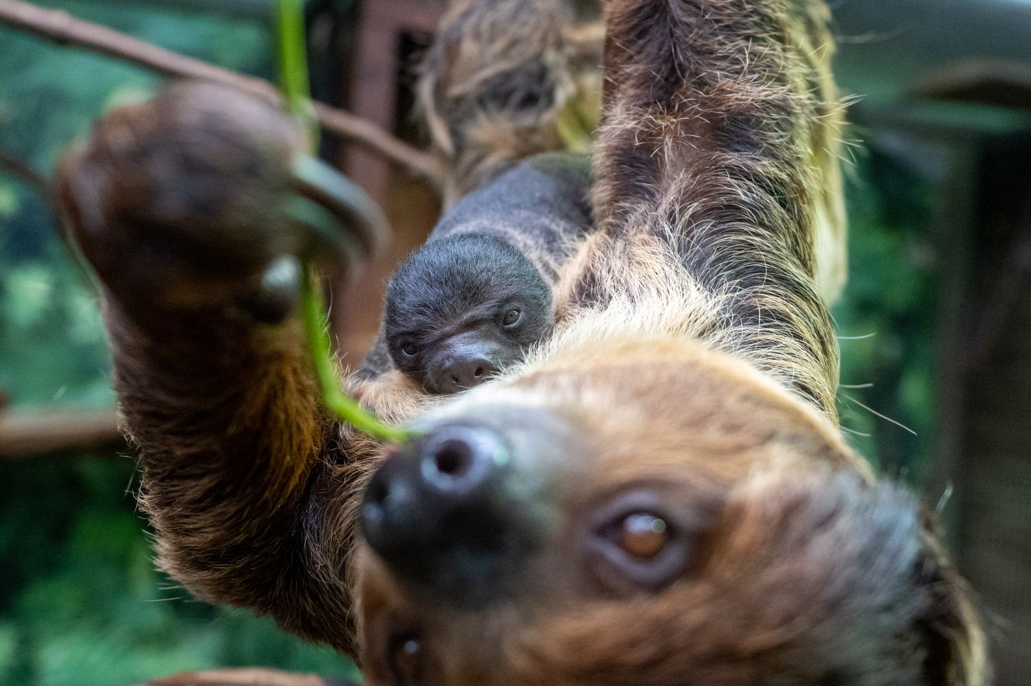 W łódzkim ZOO urodził się leniwiec. Jego przyjście na świat zbiegło się z ciekawym wydarzeniem