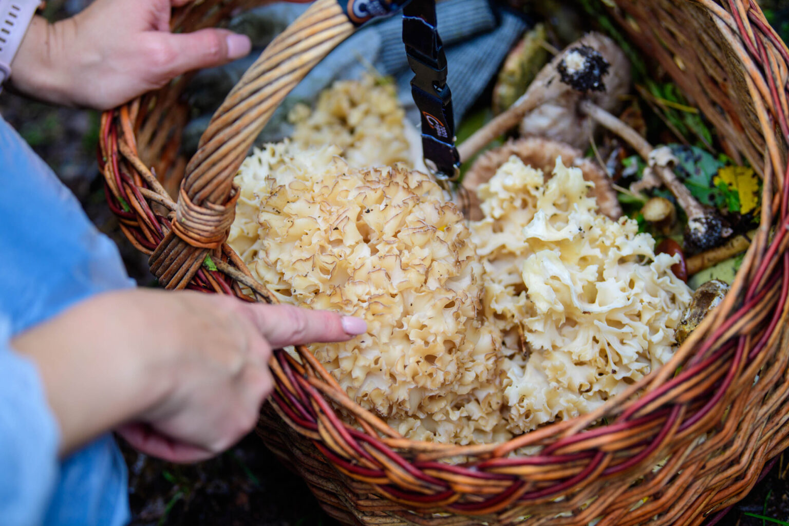 Grzybobranie z Radiem Łódź Fot Sebastian Szwajkowski_28 Grzybobranie z Radiem Lodz Fot Sebastian Szwajkowski 28