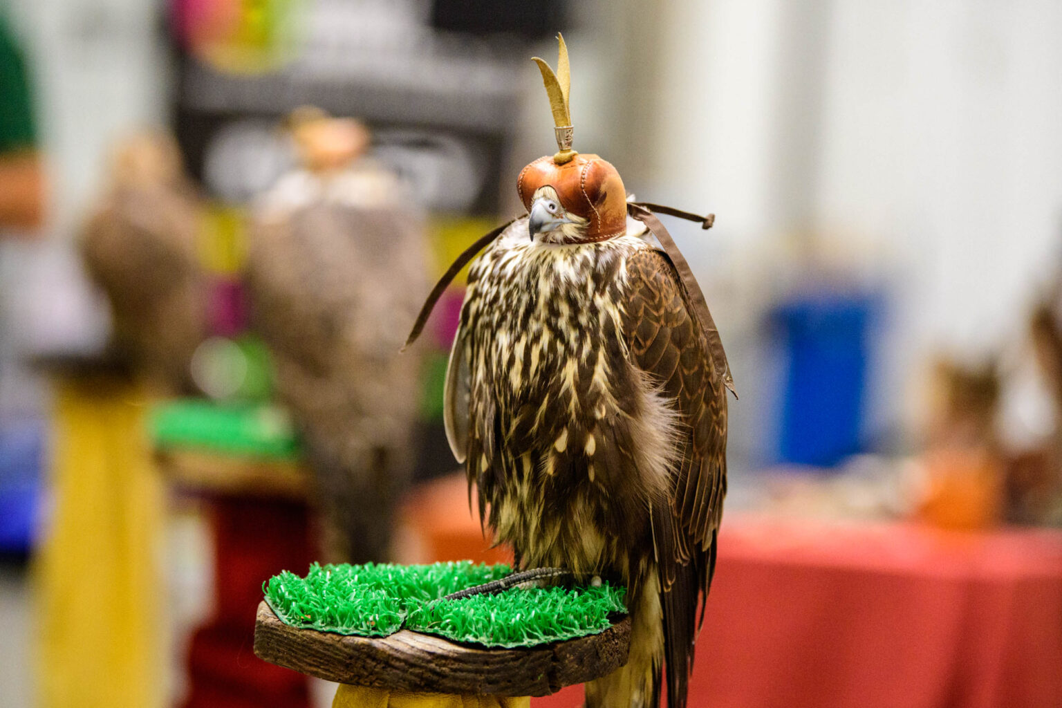 Targi zwierzat egzotycznych w Hali EXPO fot Sebastian Szwajkowski 28