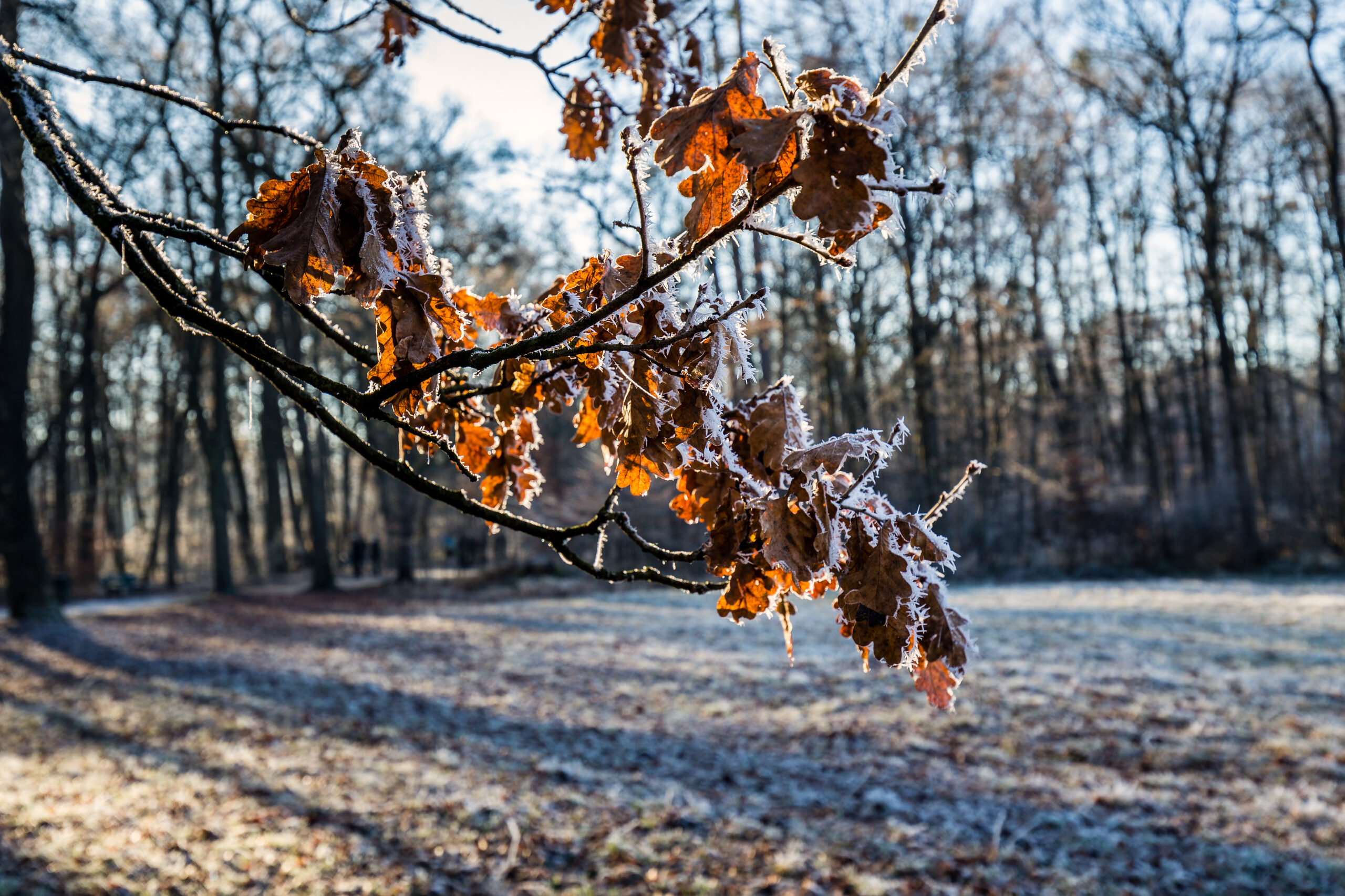 Pogoda na środę | W nocy mroźnie, w dzień zimno, ale z dawką słońca [PROGNOZA]