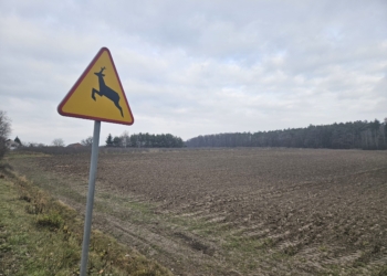 Radni z powiatu brzezińskiego przeciwni rezerwatowi przyrody. Co czeka las w Janinowie?