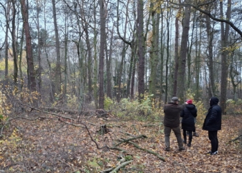 Prace w Lesie Paprockim. Leśnicy wytną drzewa będące w złym stanie