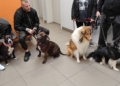 Akcja krwiodawstwa dla zwierzat 1