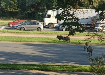 W Łodzi powstaje zespół do spraw dzikich zwierząt. Czy nieproszeni goście znikną z centrum miasta?