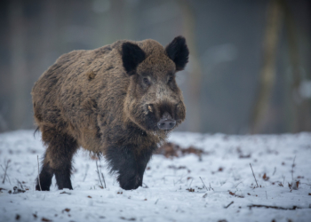 Afrykański pomór świń w powiecie piotrkowskim? Odnaleziono zwłoki zarażonego dzika