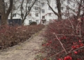 Zarośnięta alejka na Bałutach. Kolczaste krzewy blokują przejście