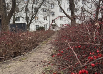 Zarośnięta alejka na Bałutach. Kolczaste krzewy blokują przejście