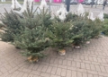 Zakup choinki na ostatnią chwilę? W Łodzi może być problem