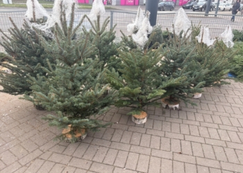 Zakup choinki na ostatnią chwilę? W Łodzi może być problem