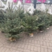 Zakup choinki na ostatnią chwilę? W Łodzi może być problem