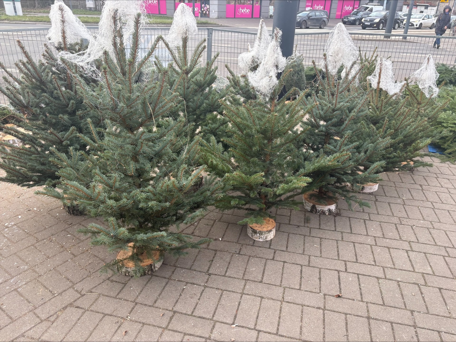 Zakup choinki na ostatnią chwilę? W Łodzi może być problem