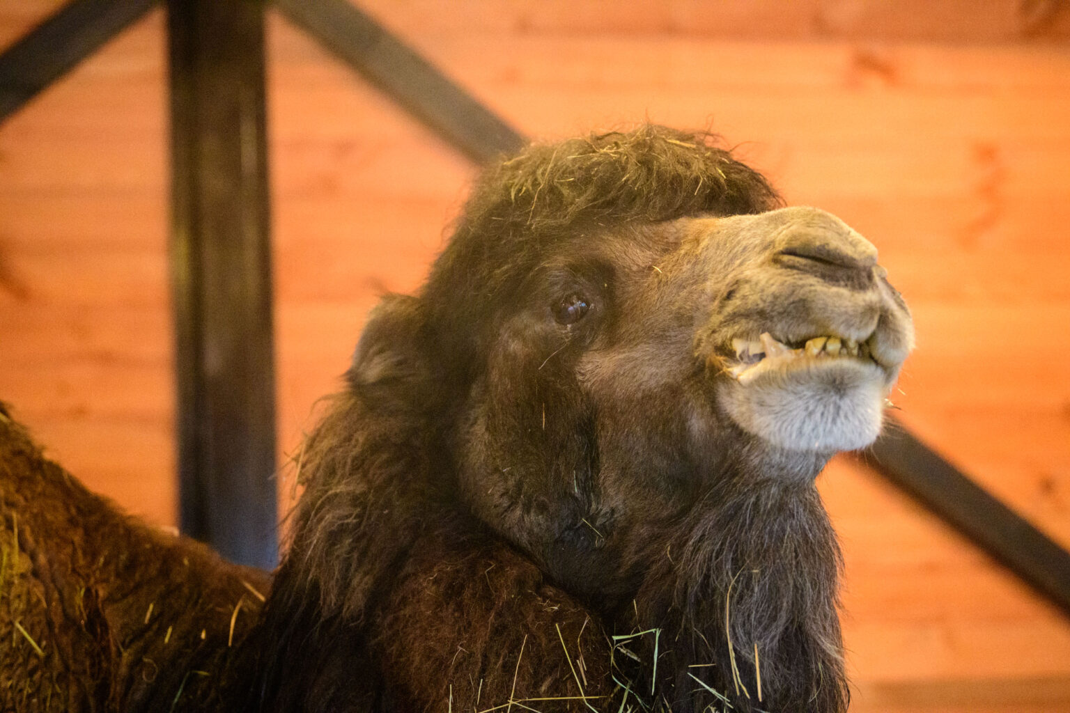 Otwarcie Szopki w Zoo Borysew fot Sebastian Szwajkowski_18 Otwarcie Szopki w Zoo Borysew fot Sebastian Szwajkowski 18