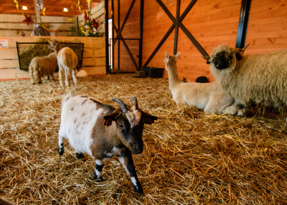 Żywa szopka w ZOO Borysew