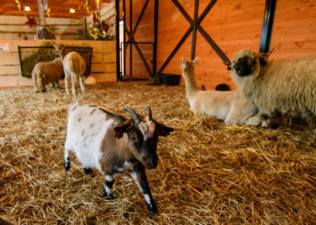 Żywa szopka w ZOO Borysew