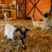 Żywa szopka w ZOO Borysew