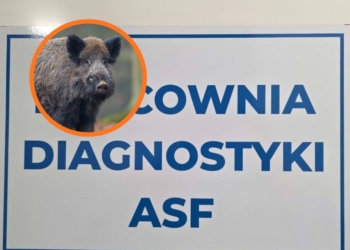 Martwe dziki pod Piotrkowem. Są wyniki badań
