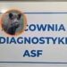 Martwe dziki pod Piotrkowem. Są wyniki badań